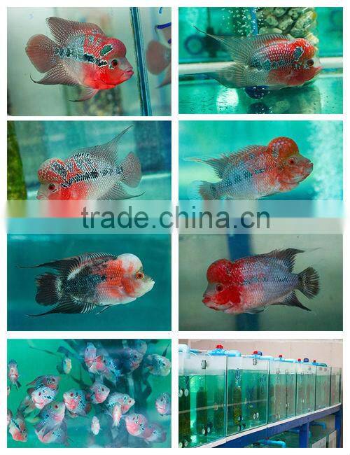 Flowerhorn fish farm and wholesale in Thailand