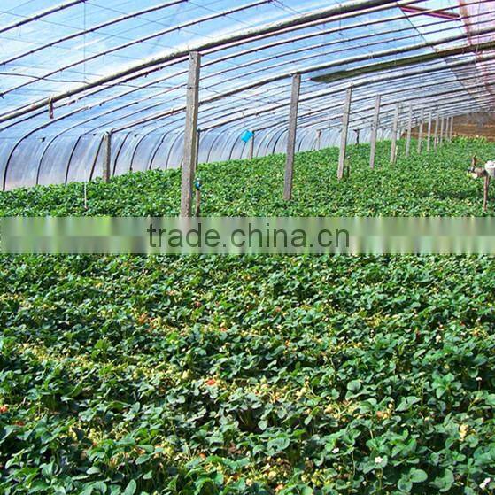 Frozen strawberry 4 1