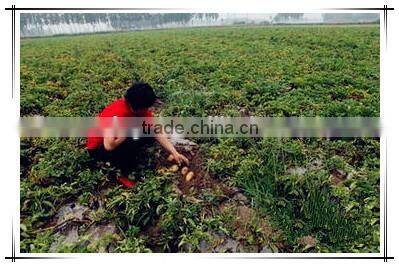 potato harvester/tractor potato harvester/small potato harvester