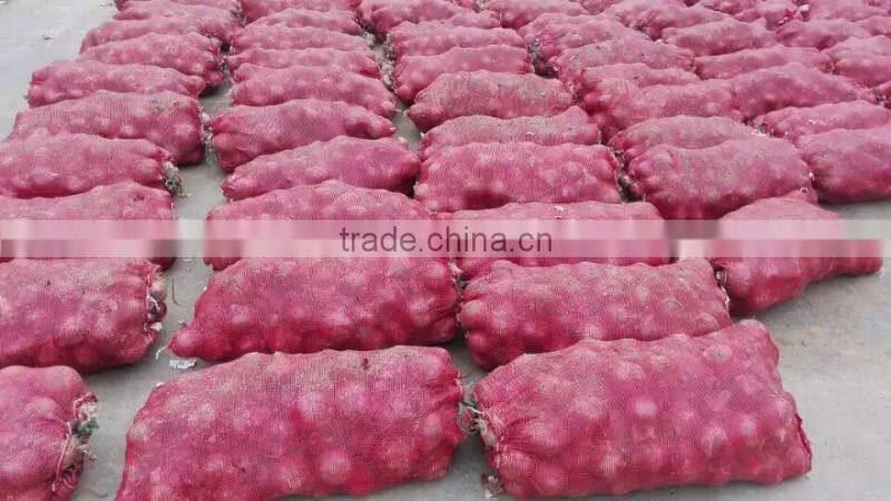 bulk fresh red onion in mesh bags