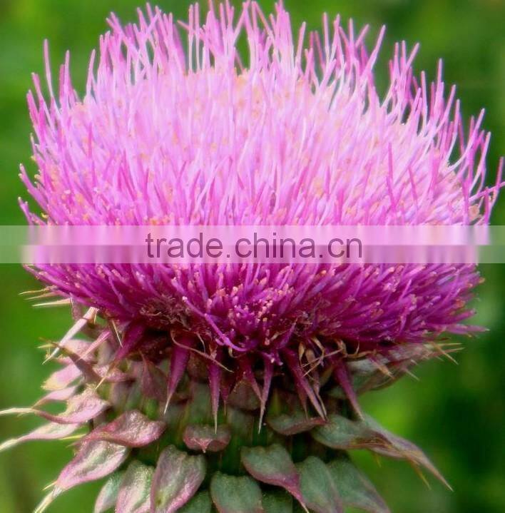 Top Sell High Quality Milk Thistle Capsule