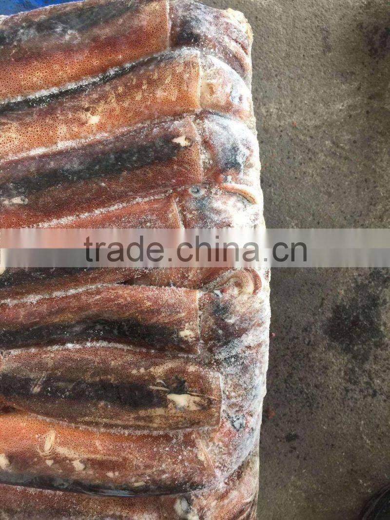 Frozen illex squid with competitive price