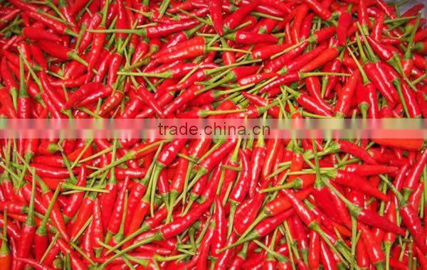 Fresh Chili