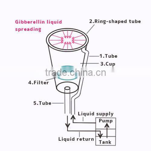 Gibberellin treatment tool for making Grape juice from Seedless Grapes
