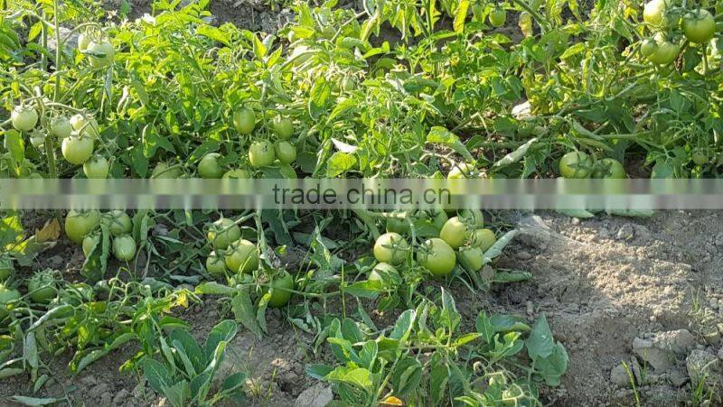 ROCKY F1 Hybrid Tomato Seeds