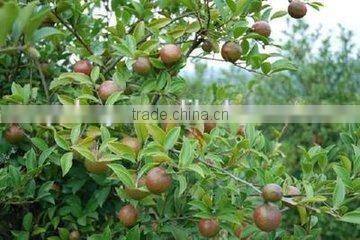tea seed meal cotton seed cake