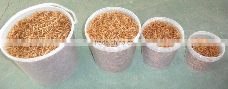 Dried Mealworm for Backyard Bird and chicken