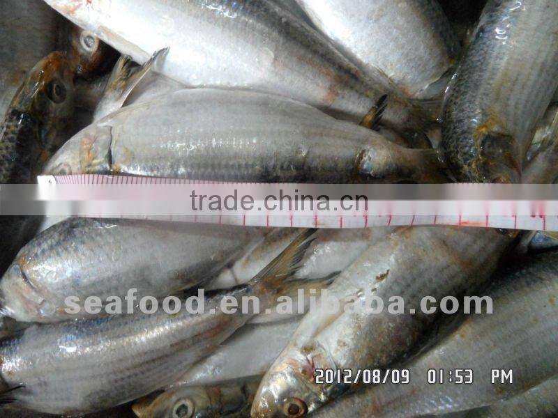 frozen sardine ,New arrivals