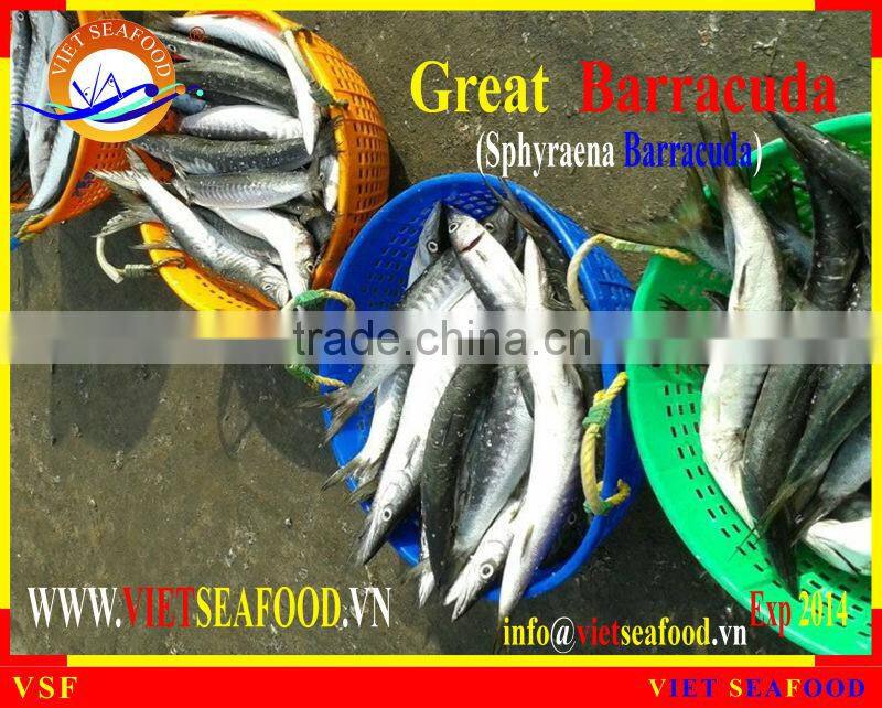 WHOLE ROUND FROZEN BARRACUDA FISH