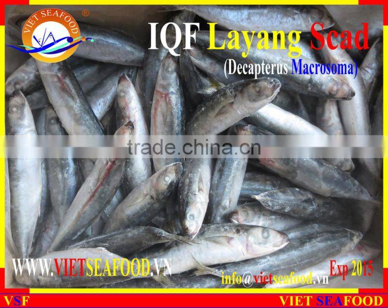 IQF LAYANG SCAD WHOLE ROUND