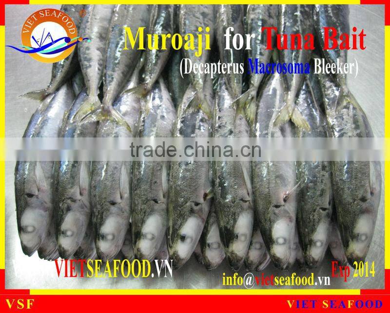 FROZEN MUROAJI FOR TUNA BAIT