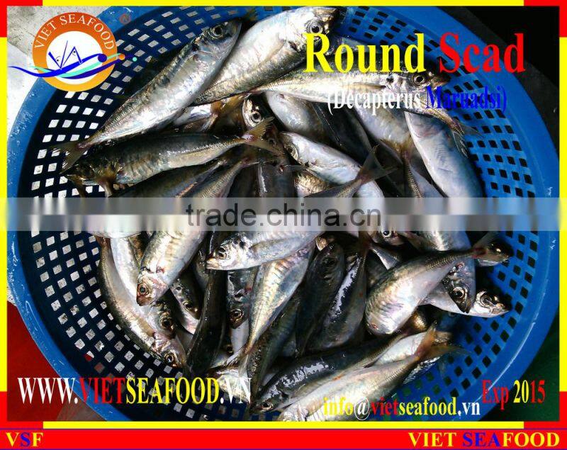 FROZEN WHOLE ROUND MARUADSI (ROUND SCAD)
