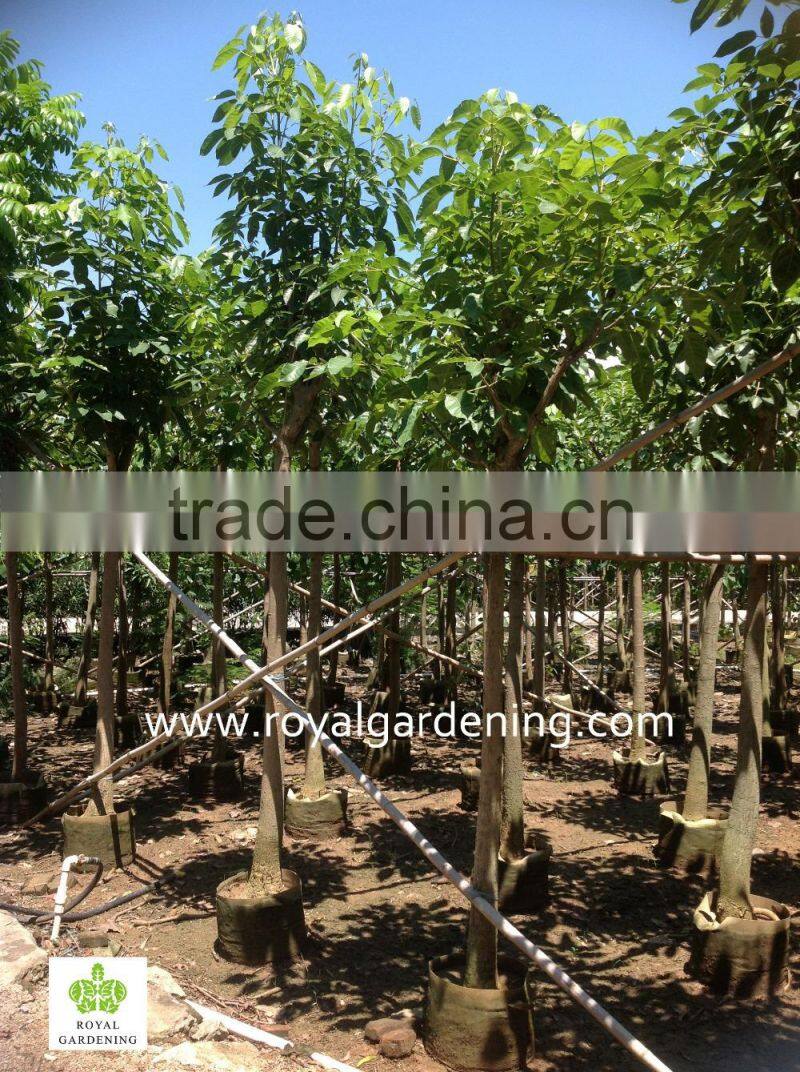 Tabebuia rosea Tropical trees