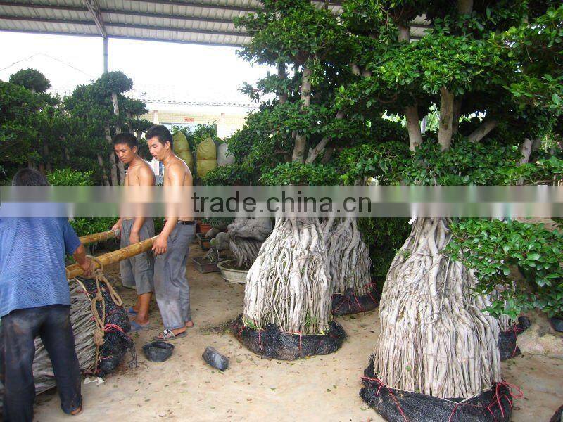 Ficus microcarpa stump shape