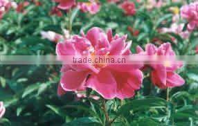 Herbaceous Peony Plant Root