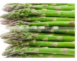 Organic Fresh Asparagus From Thailand