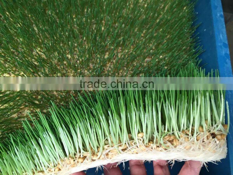 Hydroponics Animal Fodder Machinprofessional automatic oat rooting machine /bean budding machine/animal fodder sprouting machine