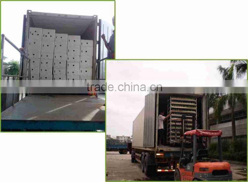 heart shaped love shaped tower lucky bamboo bonsai dracaena sanderiana indoor aquatic feng shui plants nursery garden decoration