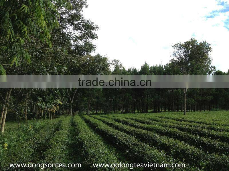 Ngoc Viet Oolong tea- jade viet oolong tea