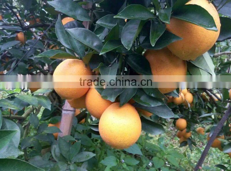 Fresh Gannan Navel Orange, best quality China Navel Orange