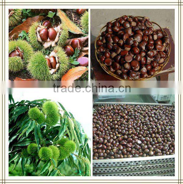 2015 High Quality Fresh Raw Chestnuts