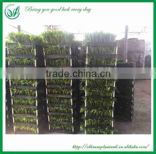Araucaria Seedling