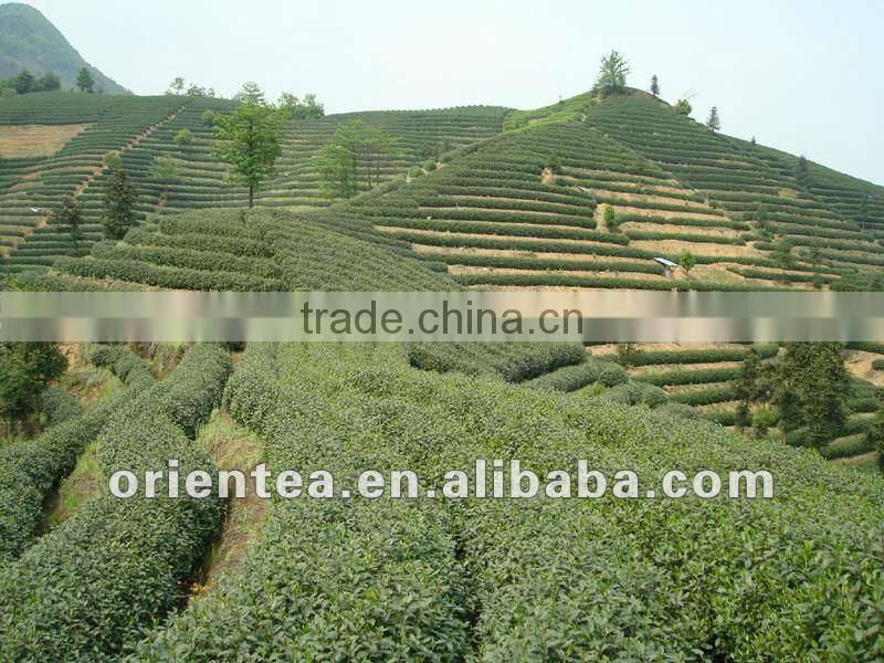 Fujian Organic Silver Needle White Tea
