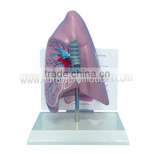 Human Lung Anatomical Model