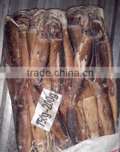 Frozen Illex Squid