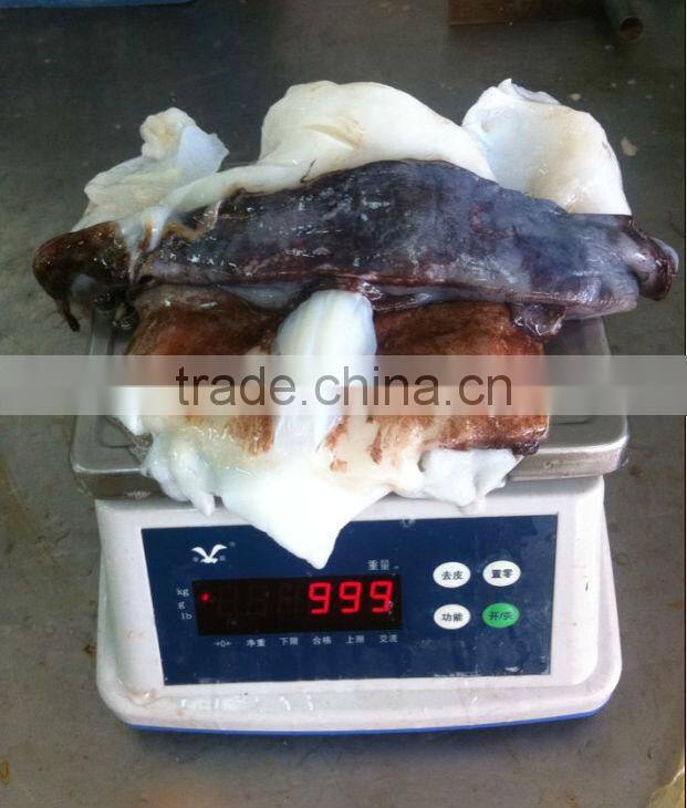 frozen giant squid neck