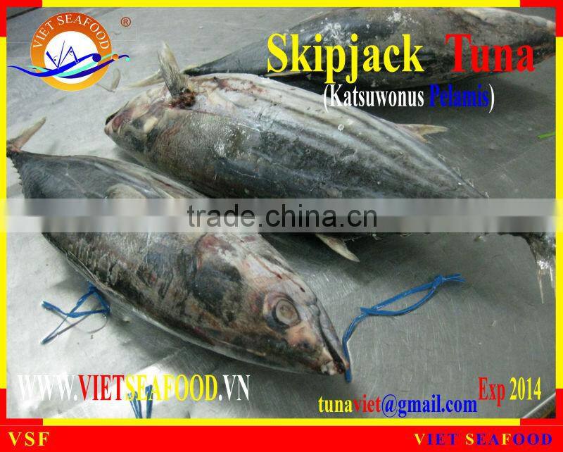W/R FROZEN SKIPJACK TUNA