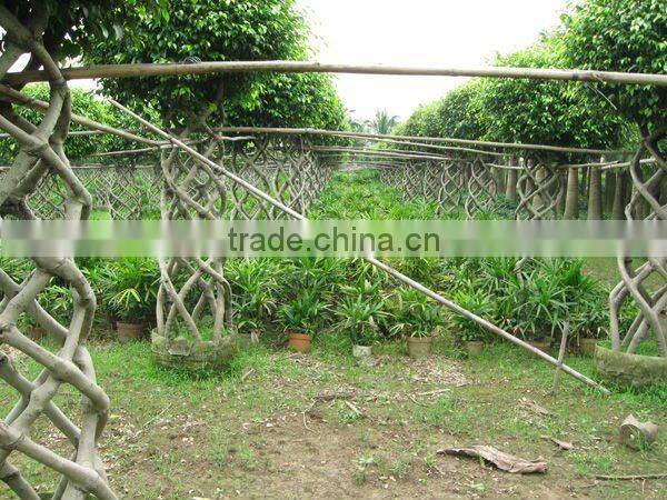 Ficus cage shape square shape 2m