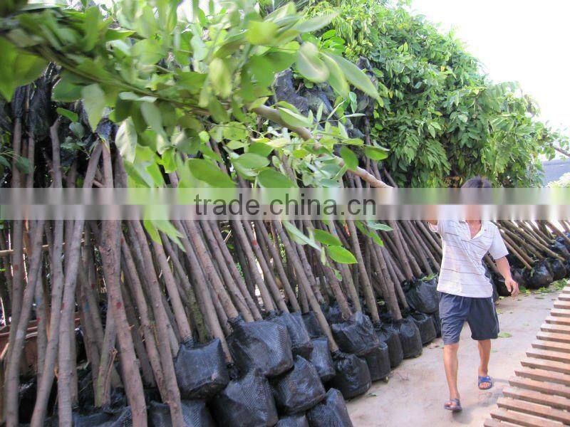 Cassia fistula outdoor tropical trees