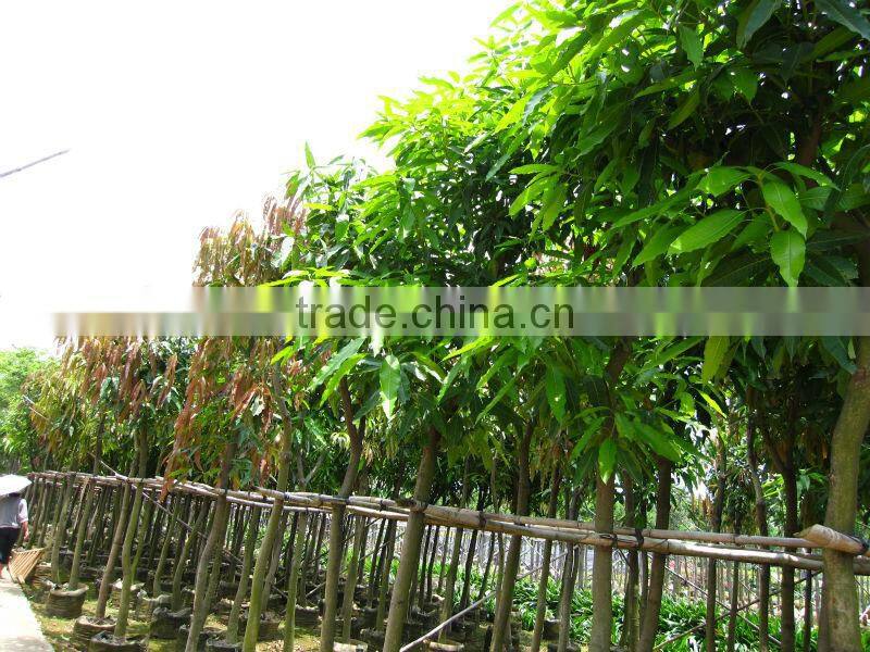 Mangifera indica tropical fruit trees