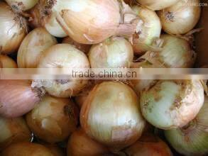 fresh yellow onion