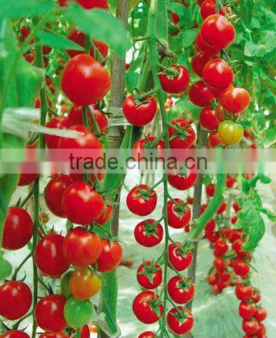 New Crop Canned Whole Cherry Peeled Tomato
