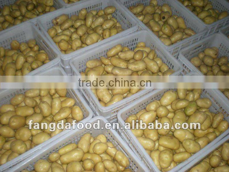 2015 NEW CROP OF FRESH POTATO Yelllow Holland type