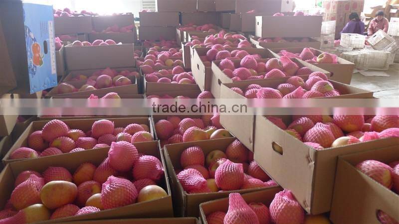 2016 Fresh Fuji apple from China Fresh Fuji apple price