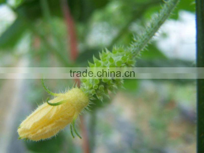 Kewana seeds Jelly Melon Seeds The horned Melon For Growing