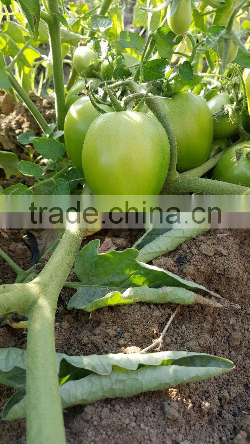 ROCKY F1 Hybrid Tomato Seeds