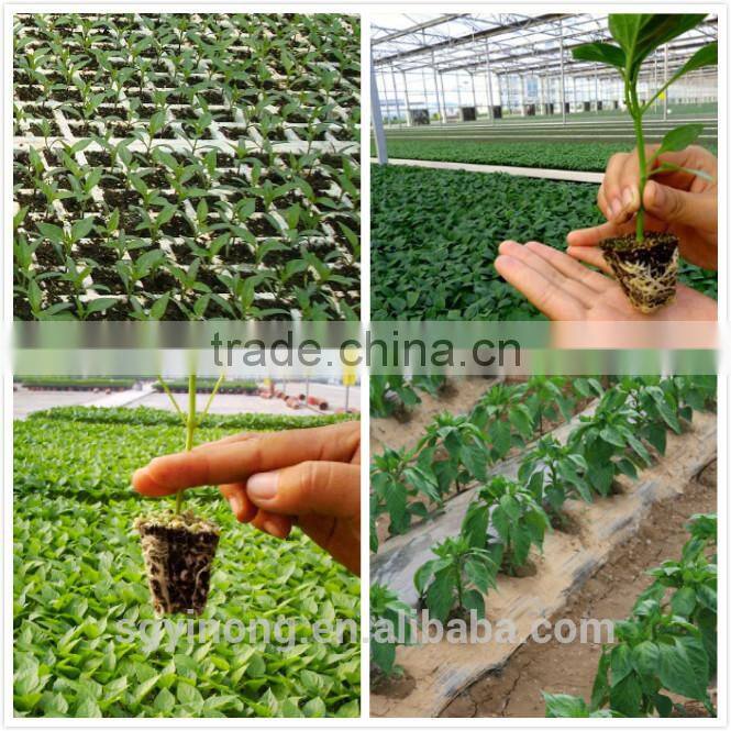 Hybrid Yellow pepper seeds