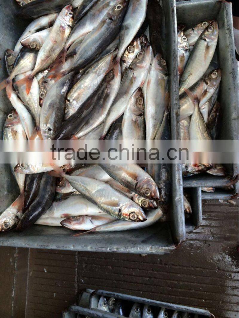 fresh frozen horse mackerel from Zhejiang China