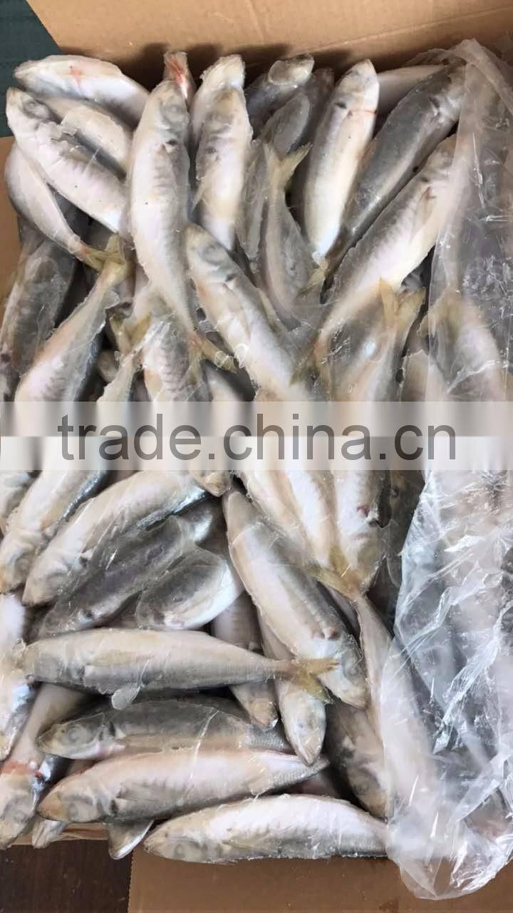 BQF frozen horse mackerel/round scad
