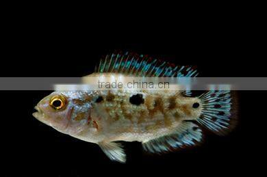 Malawi cichlid fish farm and exporter