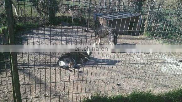 Large Pet Enclosure Dog Kennel Run Animal Cage Chain Link and Welded Type