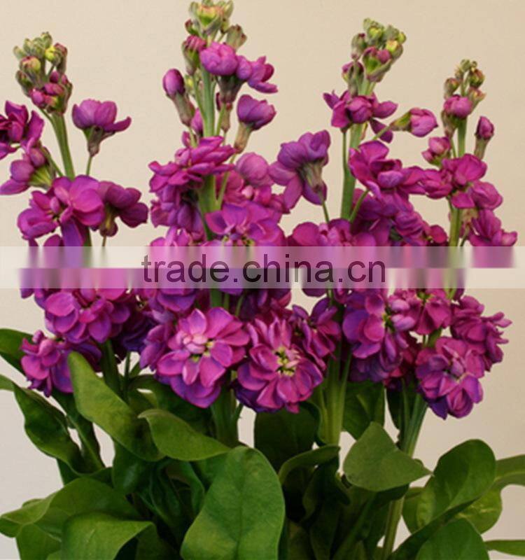 New best sell violet purple plant