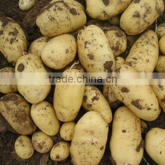 China potato 2016