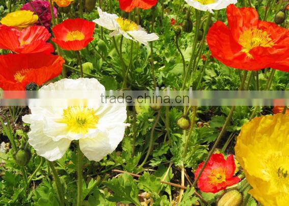 Corn poppy,Papaver, flower seeds , herb seed,vegetalbe seed,fruit seed,grass seed