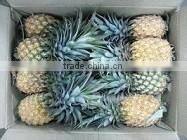 Organic fresh pineapples Phu Lae variety