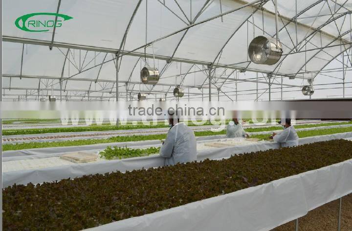 NFT hydroponics cultivation system for lettuce